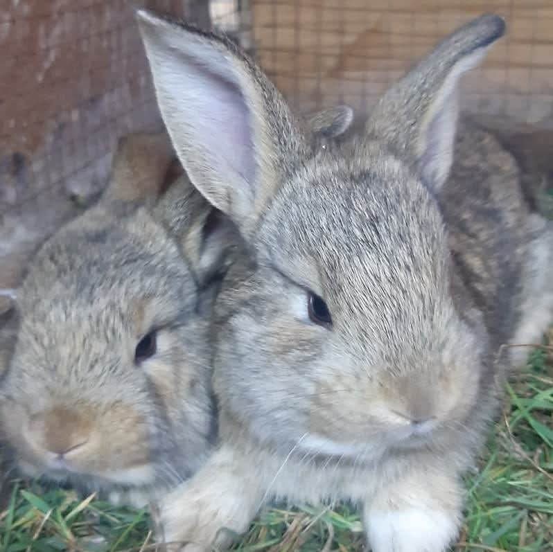 Lapins & canards : Petits élevages, grands bénéfices pour débutants à Fort Dauphin