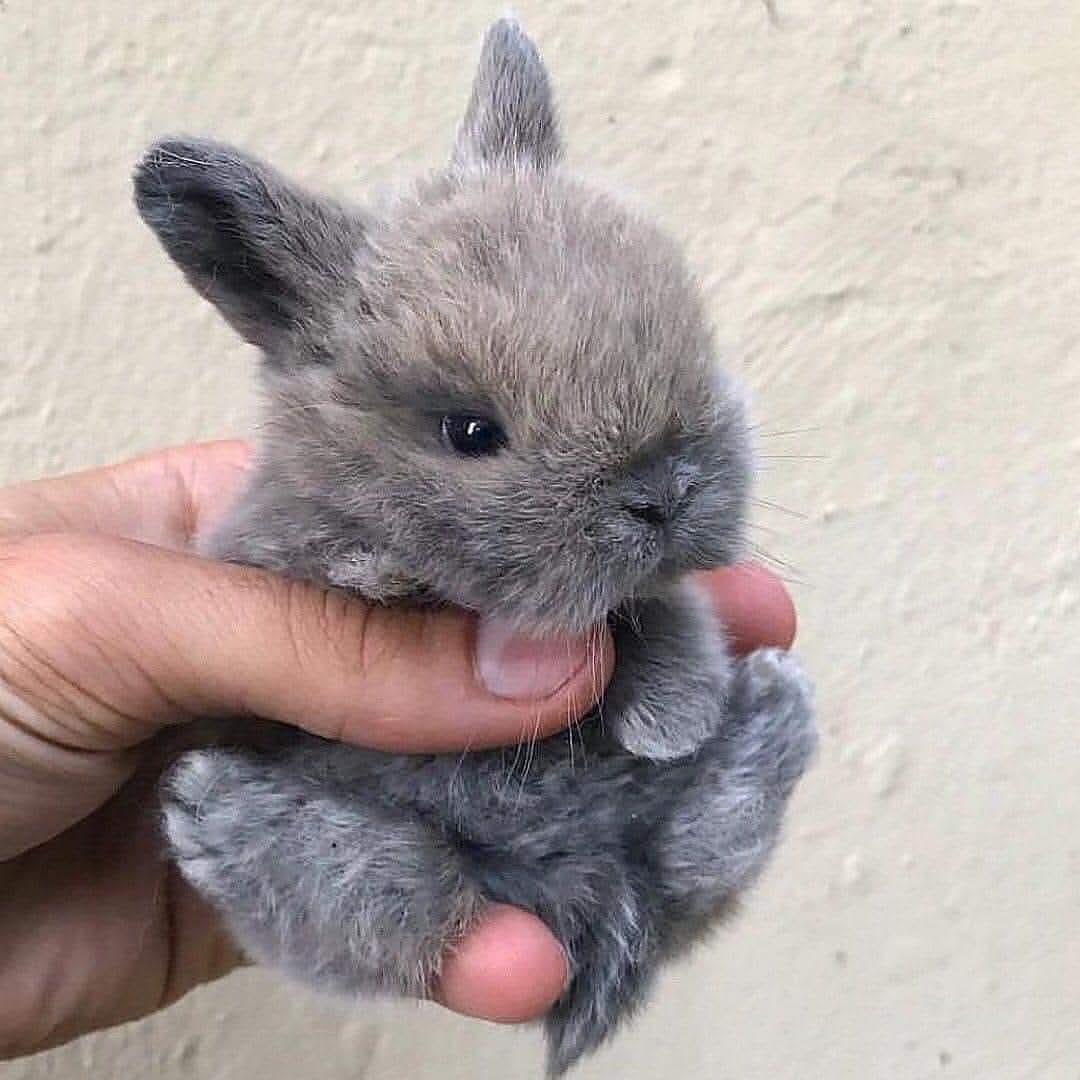 Formation Rentabilité élevage : Transformez votre élevage en activité profitable à Fort Dauphin – Image 3