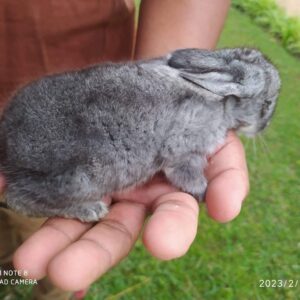 Bien conduire, bien produire : Maîtrisez les clés d’un élevage sain et performant à Fort Dauphin
