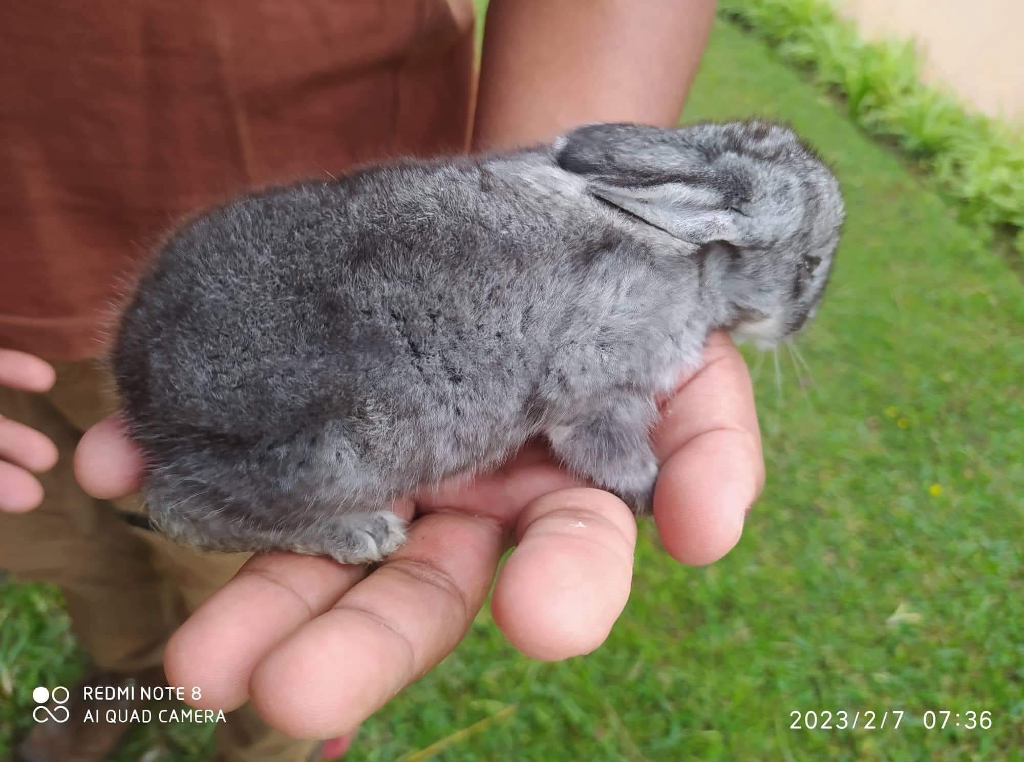 Bien conduire, bien produire : Maîtrisez les clés d’un élevage sain et performant à Fort Dauphin
