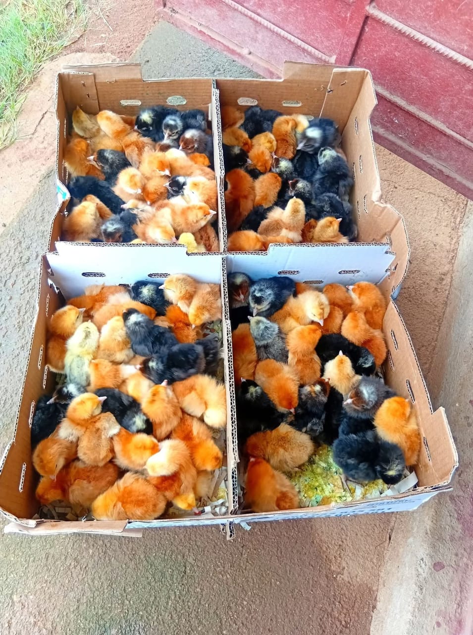 Formation Rentabilité élevage : Transformez votre élevage en activité profitable à Fort Dauphin – Image 2