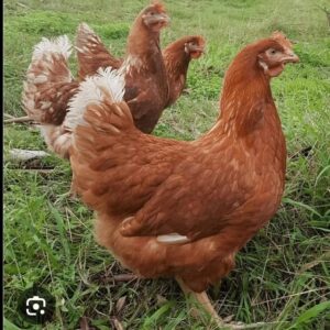 Poulet de chair : Croissance rapide, marché garanti pour des profits rapides à Fort Dauphin