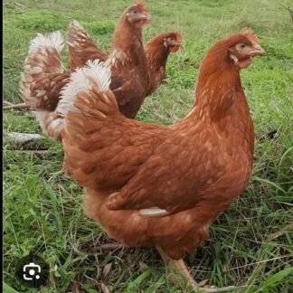 Poulet de chair : Croissance rapide, marché garanti pour des profits rapides à Fort Dauphin