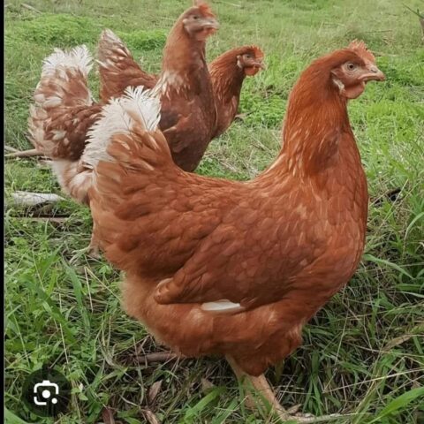 Poulet de chair : Croissance rapide, marché garanti pour des profits rapides à Fort Dauphin