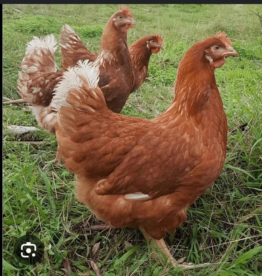 Poulet de chair : Croissance rapide, marché garanti pour des profits rapides à Fort Dauphin