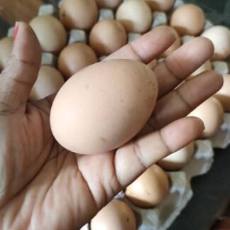 Œuf fécondé Kuroiler – Qualité premium pour une éclosion réussie et une production rapide à Fort Dauphin