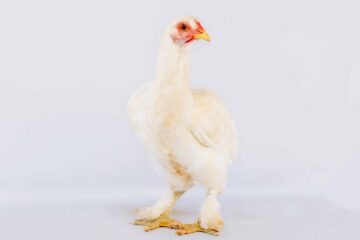Poulet de chair blanc — Élevage FarmUp Mada (Fort-Dauphin)