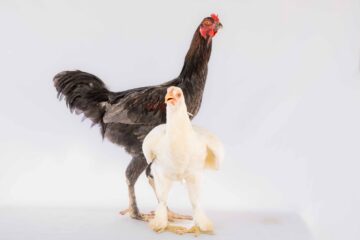 Couple de poulets de race locale (Akoho gasy) — Élevage FarmUp Mada (Fort-Dauphin)