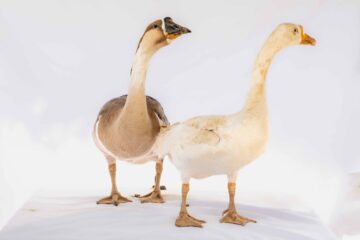 Couple d'oies — Élevage FarmUp Mada (Fort-Dauphin)