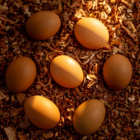 Œufs de poule fermiers — Élevage FarmUp Mada (Fort-Dauphin)