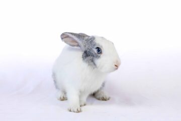 Lapin nain blanc et gris aux yeux bleus — Élevage FarmUp Mada (Fort-Dauphin)