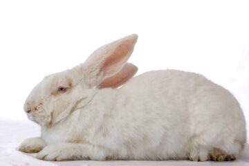 Lapin blanc de grande race — Élevage FarmUp Mada (Fort-Dauphin)
